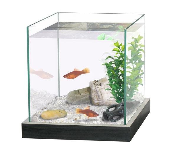 Akwarium CATGATO Cubic cerne 20x20x20